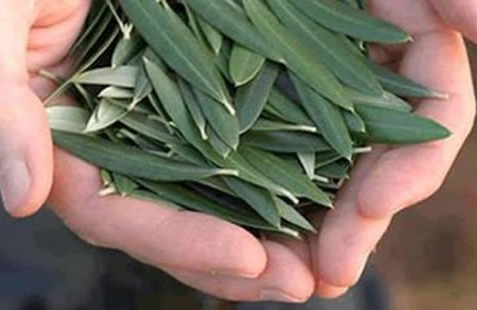Maveric foglia olivo
