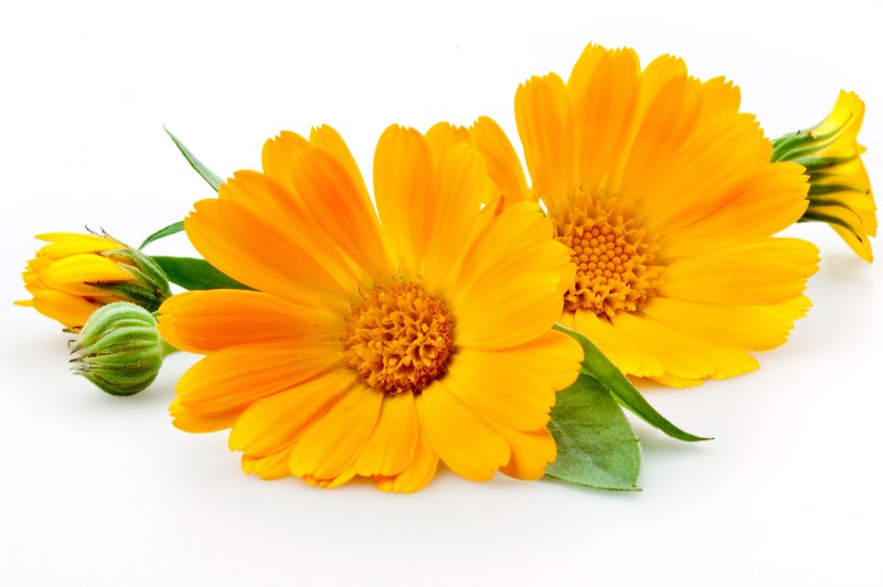 calendula