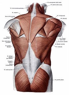 muscoli dello strato superficiale del dorso